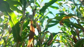 Milfsex ASIAN GIRL PISSING in THE CORNS FOREST AND THEN LICKED & GET FUCKED OUTDOOR Rough Fucking