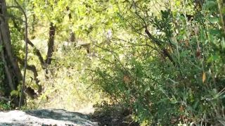 Amateur Running Bear Amatuer Sex