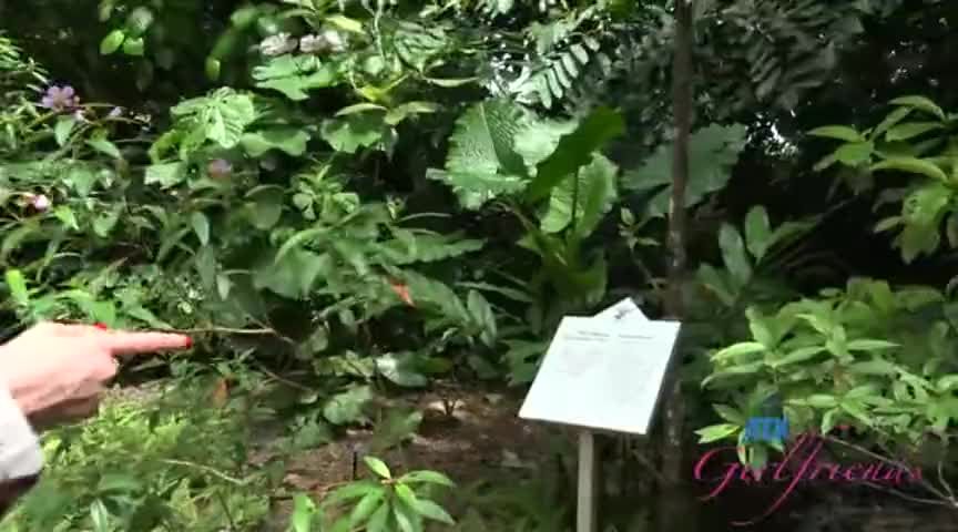 Lima Cute Girlfriend Elena Fucked Before Going Singapore Botanic Gardens Natural